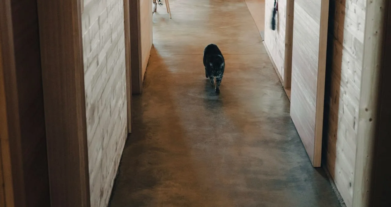 Tinyhaus Martina: Katze läuft durch den Gang zwischen Wänden mit hell lasierter Holzschalung